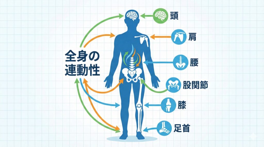 頭・肩・腰・股関節・膝・足首がつながって動く全身の連動性の解説図